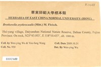 赤莖小錦蘚藏品圖，第2張