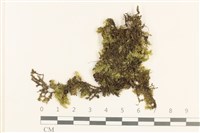 登錄號:B00021690藏品圖，第1張