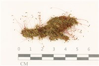 登錄號:B00021691藏品圖，第1張