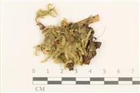 登錄號:B00021692藏品圖，第1張