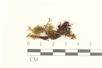 登錄號:B00021696藏品圖，第1張