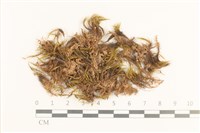 登錄號:B00021700藏品圖，第1張