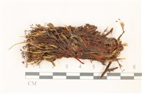 登錄號:B00021703藏品圖，第1張