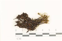 登錄號:B00021704藏品圖，第1張