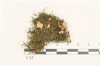 登錄號:B00021710藏品圖，第1張