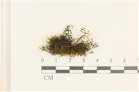 登錄號:B00021711藏品圖，第1張