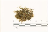 登錄號:B00021714藏品圖，第1張
