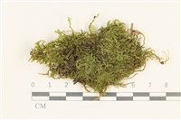 登錄號:B00021717藏品圖，第1張