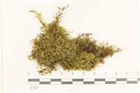 登錄號:B00021718藏品圖，第1張