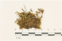 登錄號:B00021720藏品圖，第1張