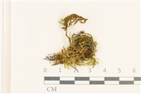 登錄號:B00021721藏品圖，第1張