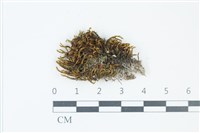 登錄號:B00021726藏品圖，第1張