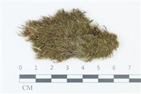 青毛苔藏品圖，第1張