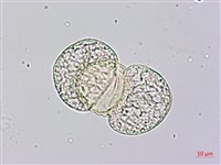 竹柏藏品圖，第1張