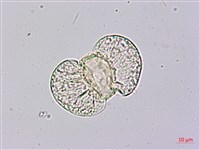 竹柏藏品圖，第2張