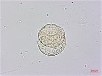 竹柏藏品圖，第3張