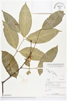 登錄號:BG00010藏品圖，第1張