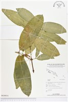 登錄號:BG00014藏品圖，第1張