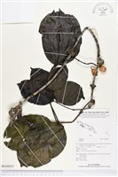 登錄號:BG00019藏品圖，第1張