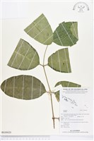 登錄號:BG00020藏品圖，第1張