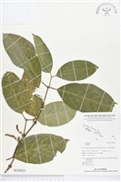 登錄號:BG00021藏品圖，第1張