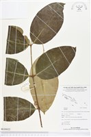 登錄號:BG00022藏品圖，第1張