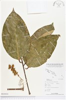 買麻樹藏品圖，第1張