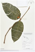 買麻樹藏品圖，第1張