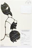 登錄號:BG00027藏品圖，第1張