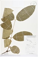 買麻樹藏品圖，第1張