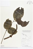 登錄號:BG00030藏品圖，第1張