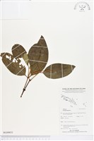 買麻樹藏品圖，第1張