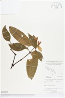 買麻樹藏品圖，第1張