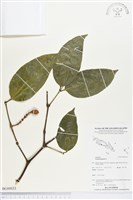 買麻樹藏品圖，第1張