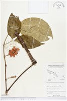 登錄號:BG00037藏品圖，第1張