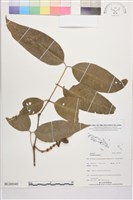 買麻樹藏品圖，第1張