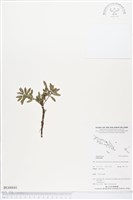 登錄號:BG00041藏品圖，第1張