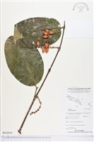 買麻樹藏品圖，第1張