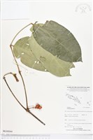 買麻樹藏品圖，第1張