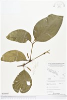 登錄號:BG00047藏品圖，第1張