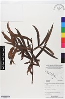 登錄號:BG00051藏品圖，第1張