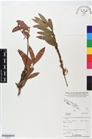 登錄號:BG00053藏品圖，第1張