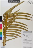 刺葉蘇鐵藏品圖，第1張