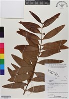 登錄號:BG00056藏品圖，第1張