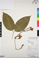 買麻樹藏品圖，第1張