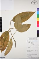 登錄號:BG00058藏品圖，第1張