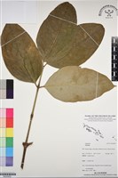 登錄號:BG00059藏品圖，第1張