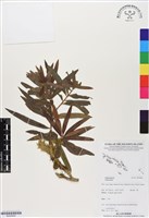 登錄號:BG00060藏品圖，第1張