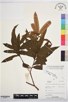 登錄號:BG00061藏品圖，第1張