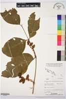 登錄號:BG00062藏品圖，第1張